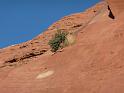 Flora on red rock